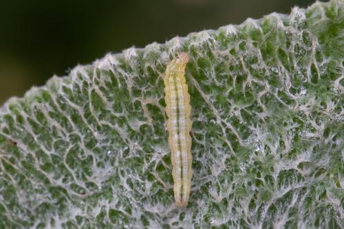 Réf. 268 841 : Udea ferrugalis